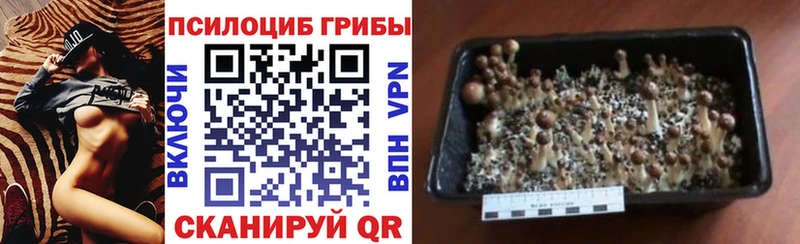 MEGA ONION  Киров  Псилоцибиновые грибы Cubensis 